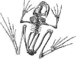 Frog skeleton from http://etc.usf.edu/clipart